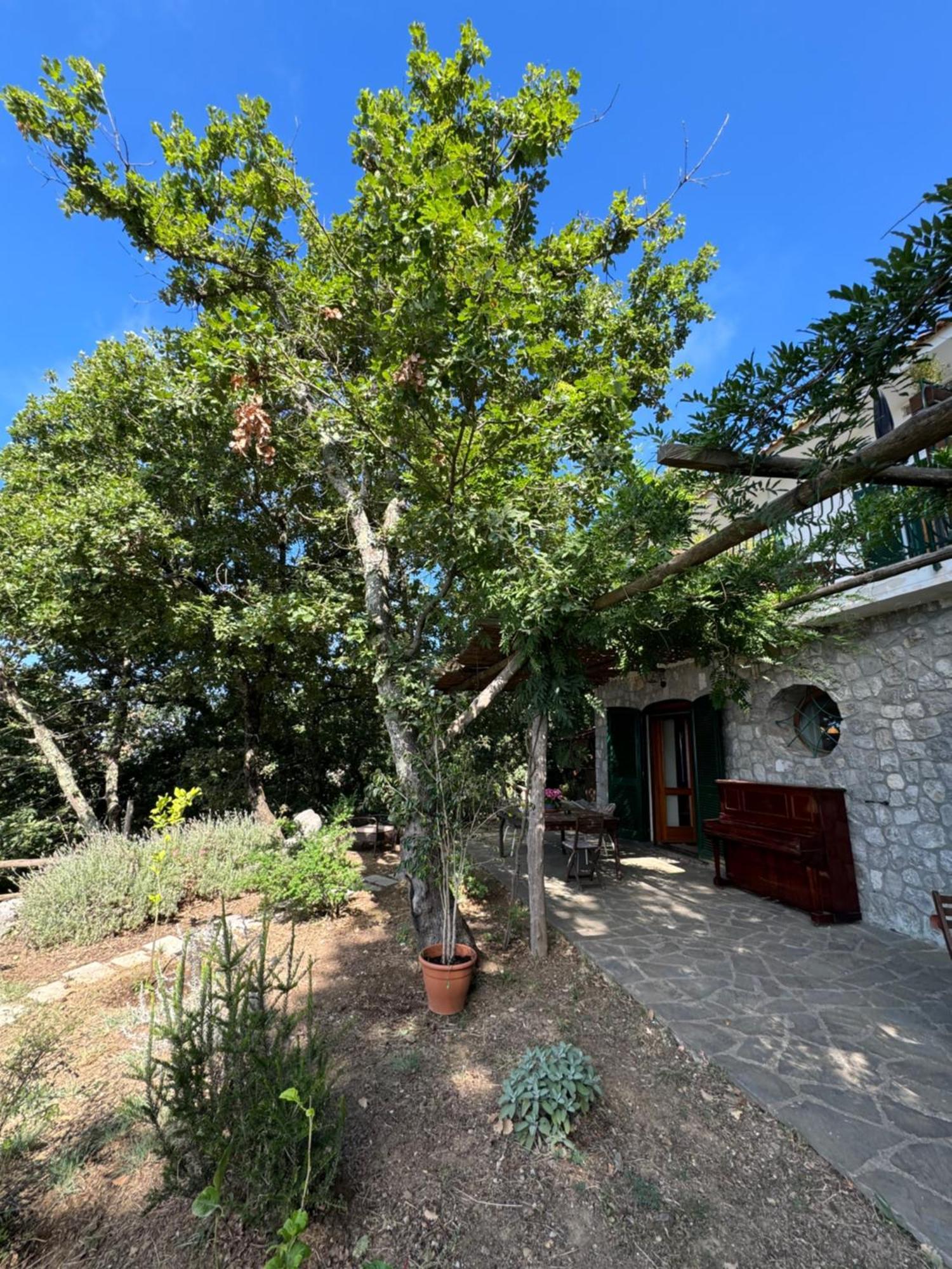 Bed and Breakfast Groove'N'Grove SantʼAgata sui Due Golfi Esterno foto